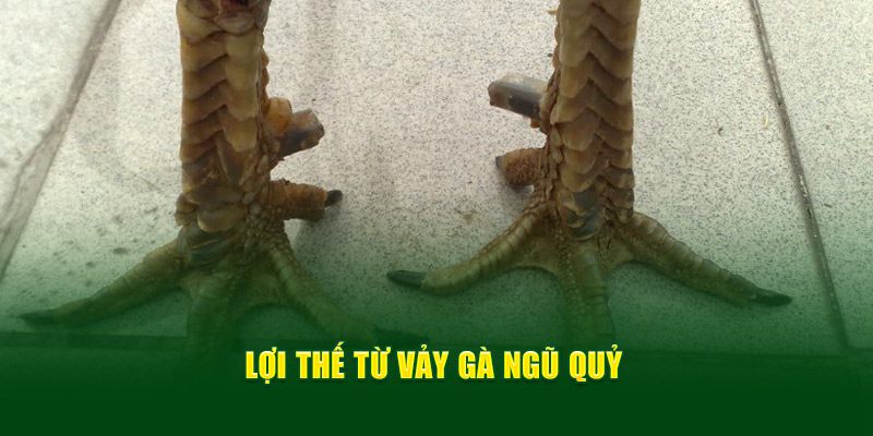 Lợi thế từ vảy gà ngũ quỷ